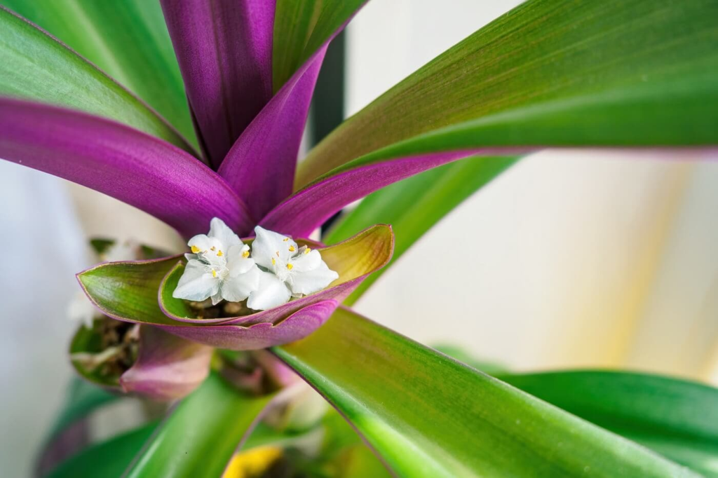 Moses In The Cradle Tradescantia Spathacea