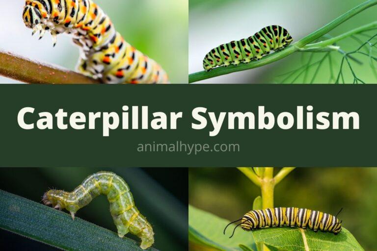 spiritual meaning of a caterpillar - CHURCHGISTS.COM