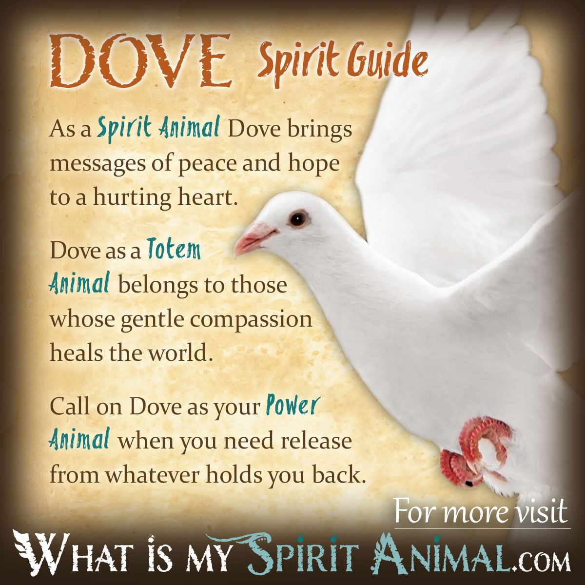 spiritual meaning of a white pigeon