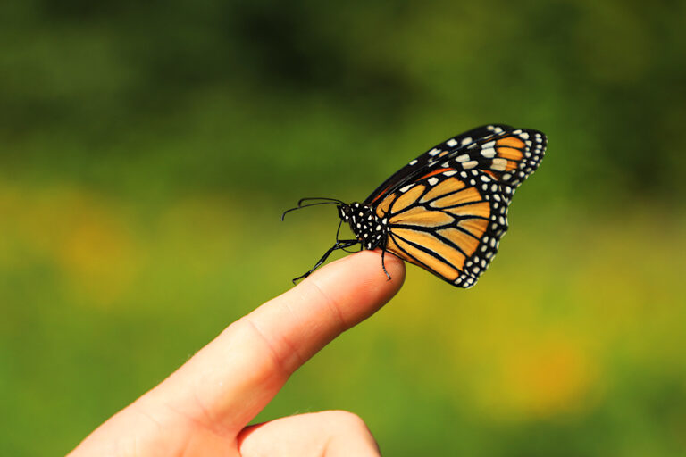 Monarch Butterfly Meaning In Hindi